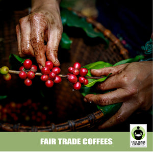 A close-up of the hands of a female farmer harvesting ripe organic coffee beans.